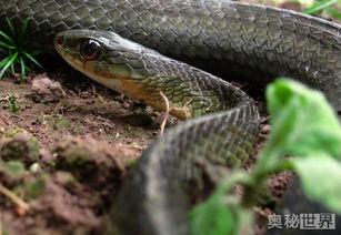 伪蝮蛇是国产蛇吗视频,伪蝮蛇的神秘面纱