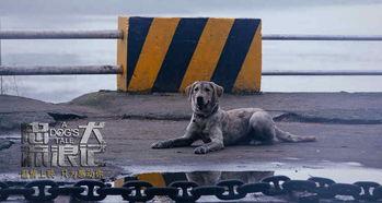 忠犬流浪记国产片段视频,忠诚与命运的感人篇章