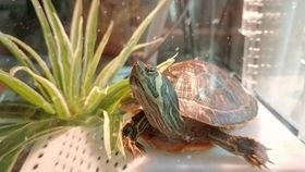 老乌龟国产视频